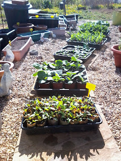 Hardening off ready for planting out at the weekend.
