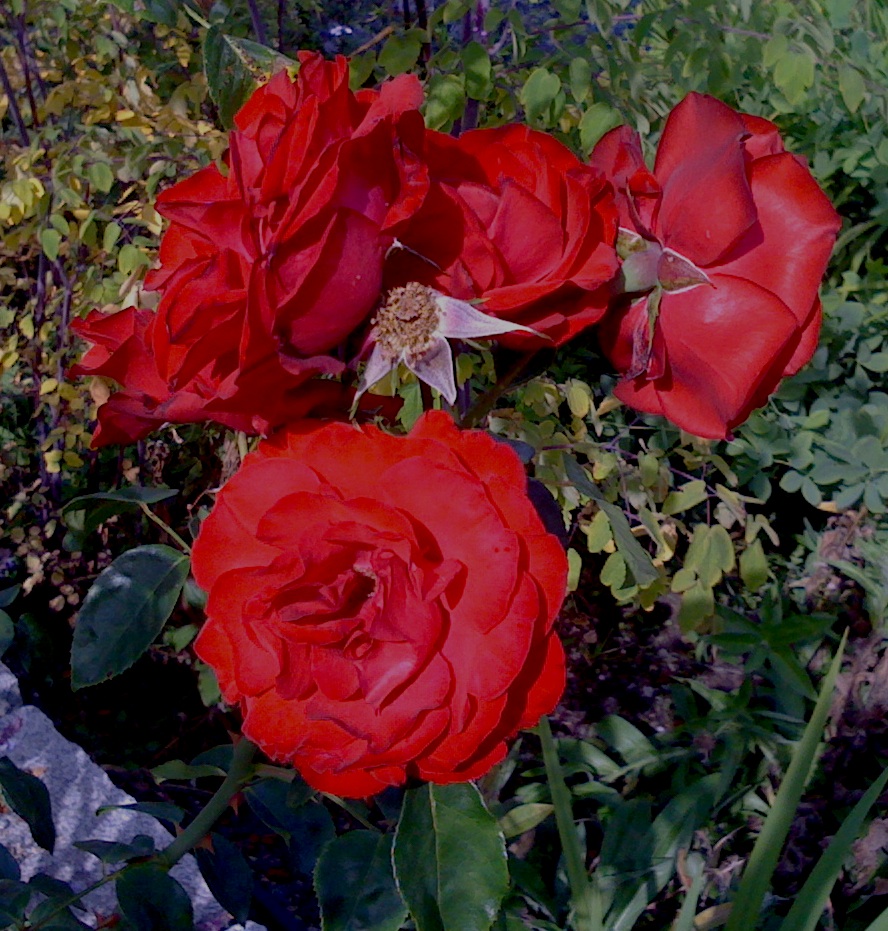 Roses for English Gardens Rose Dublin Bay