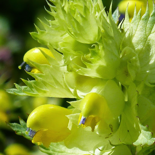 http://wild-flowers-of-europe.blogspot.nl/2014/09/rhinanthus-angustifolius.html