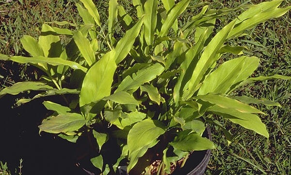 KHASIAT TANAMAN KAPULAGA UNTUK OBAT