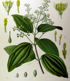 Canela da Índia, Cinnamomum zeylanicum Canela da Índia, Cinnamomum zeylanicum