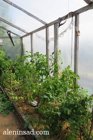 помидоры, томаты, без ухода, в теплице, балконные, красные, зеленые, мульча, мульчирование, аленин сад