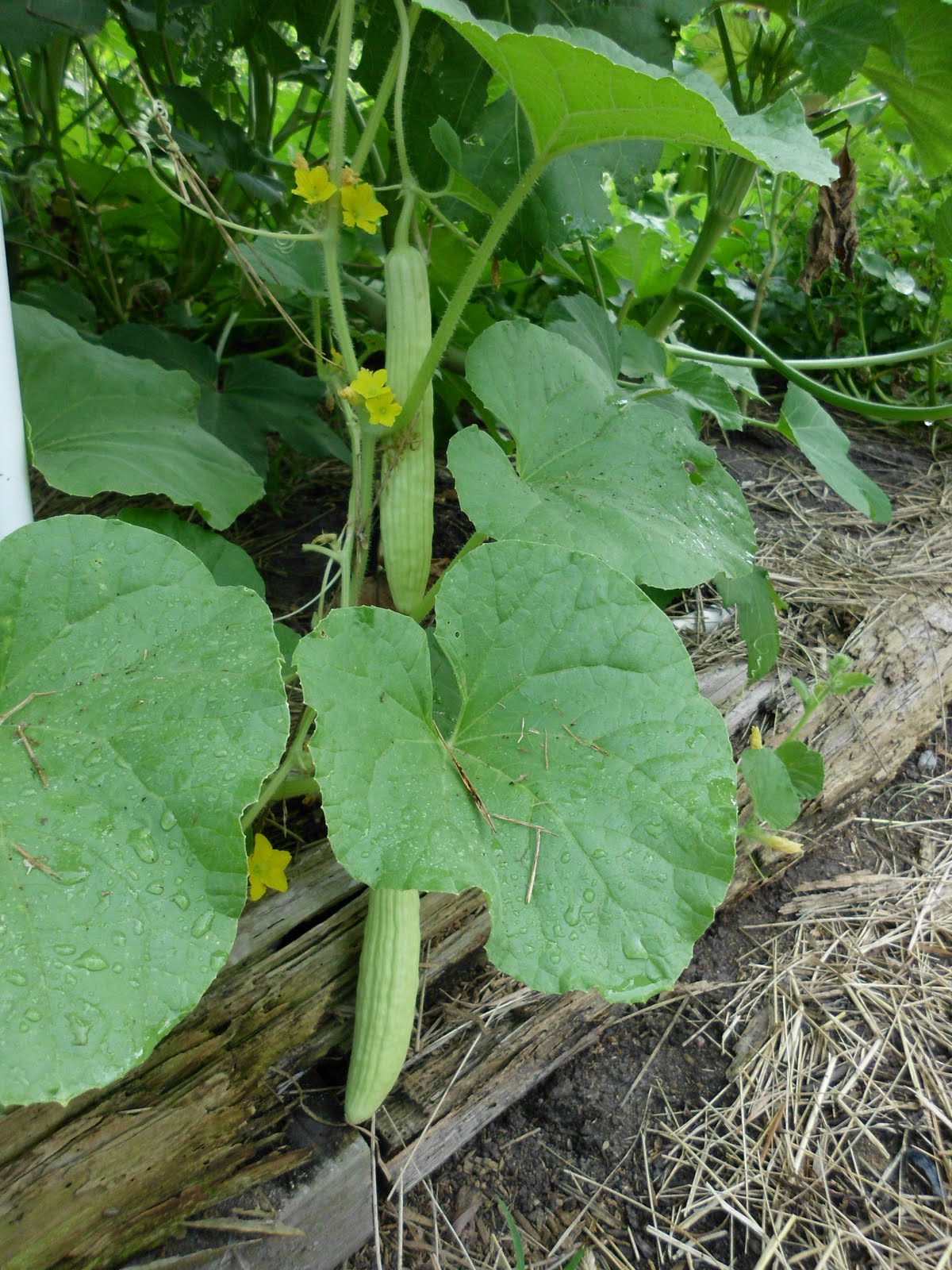 Armenian cucumber Medicinal plants, Planting vegetables, Vegetables