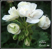 White flowers ( mushcate). Welcome to my world. Enjoy! (white flowers mushcate )