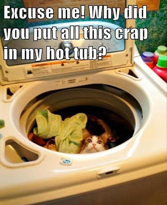 Funny Cat Memes Funny Cat Memes
