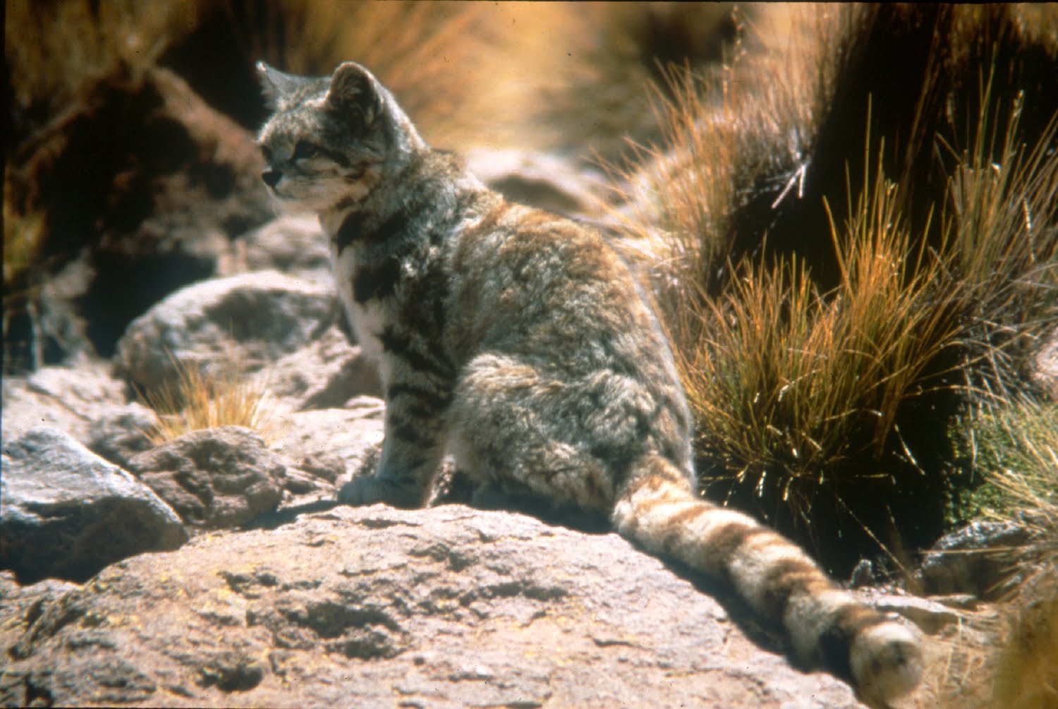 Andean Mountain / Highland Cat Photos
