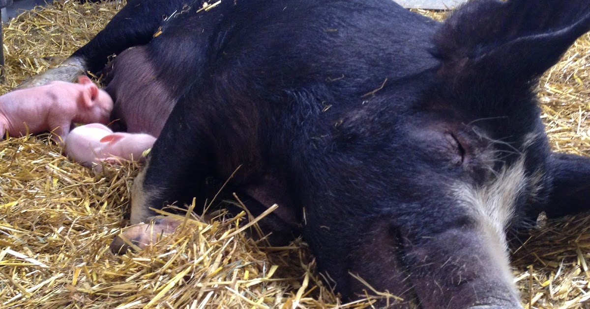 Peaches the Pig Day 4 Tail Docking 101