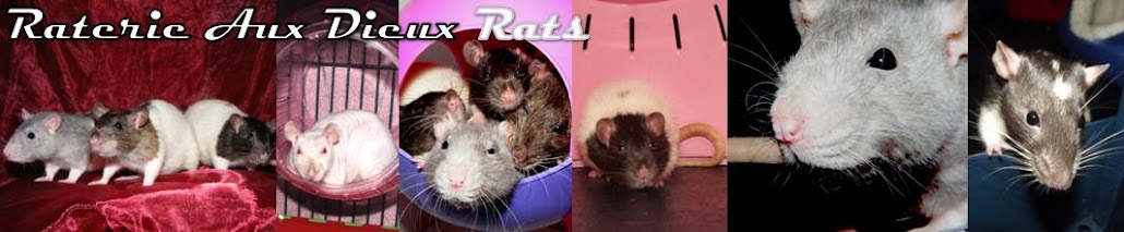 Raterie Aux Dieux Rats
