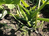 Allotment Growing - Courgettes