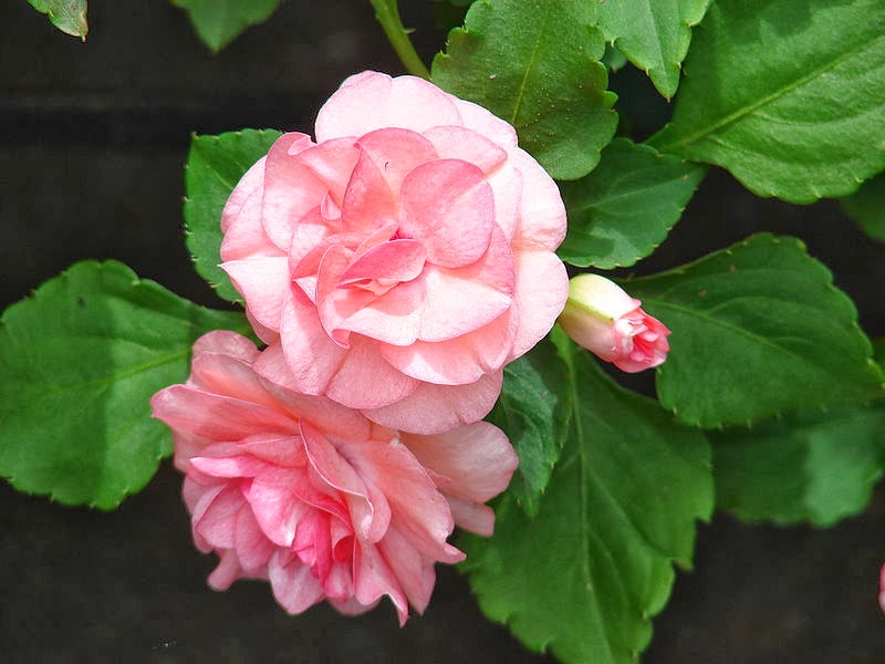 THE BUSY LIZZIE Impatiens walleriana The Garden of Eaden