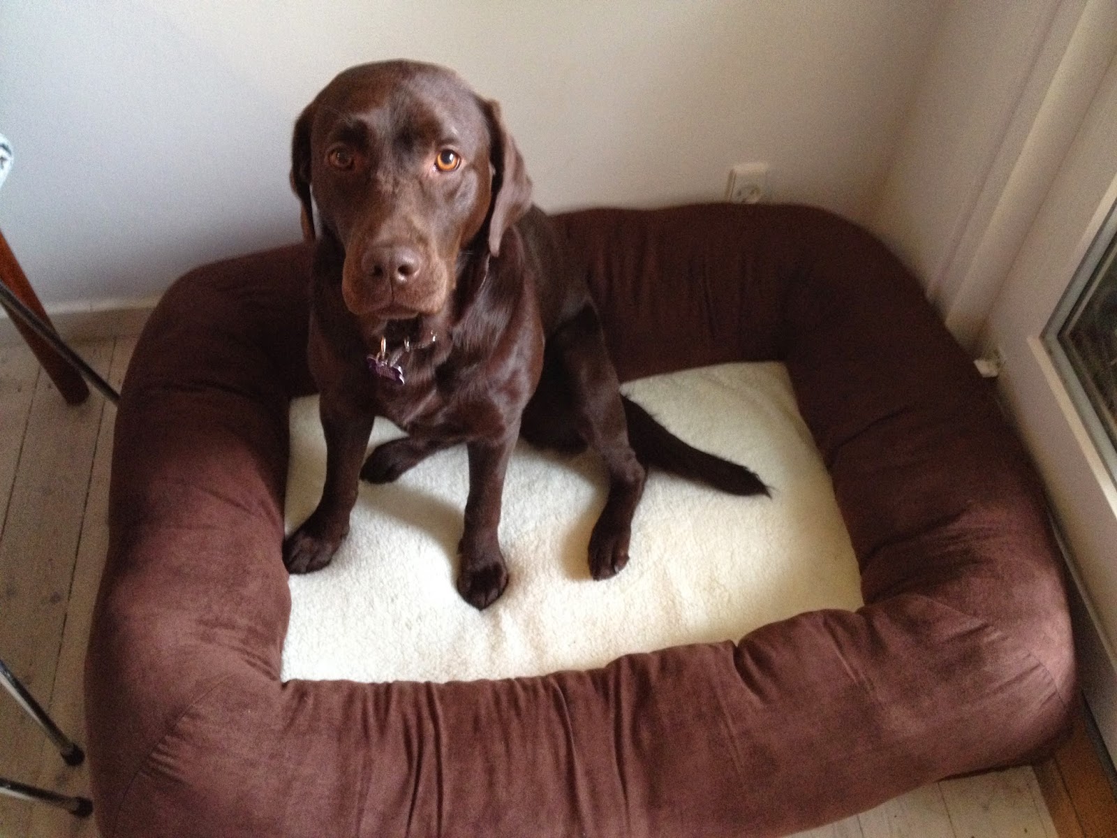 RainbowMe. Petdreams.dk Hundeseng