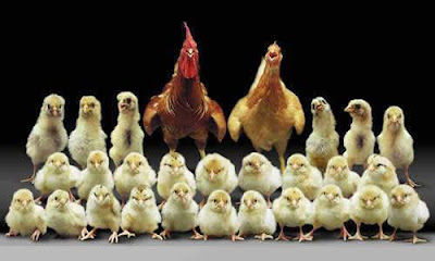 Gambar Ayam Lucu Gambar Ayam Lucu