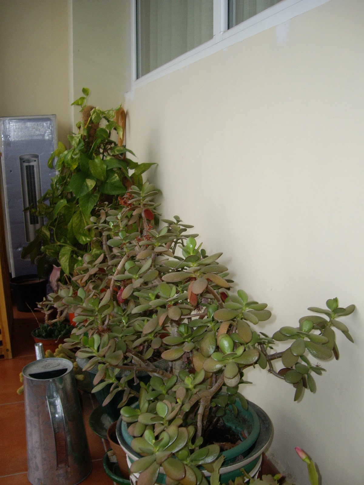 La reforma sostenible Crea un invernadero en tu terraza