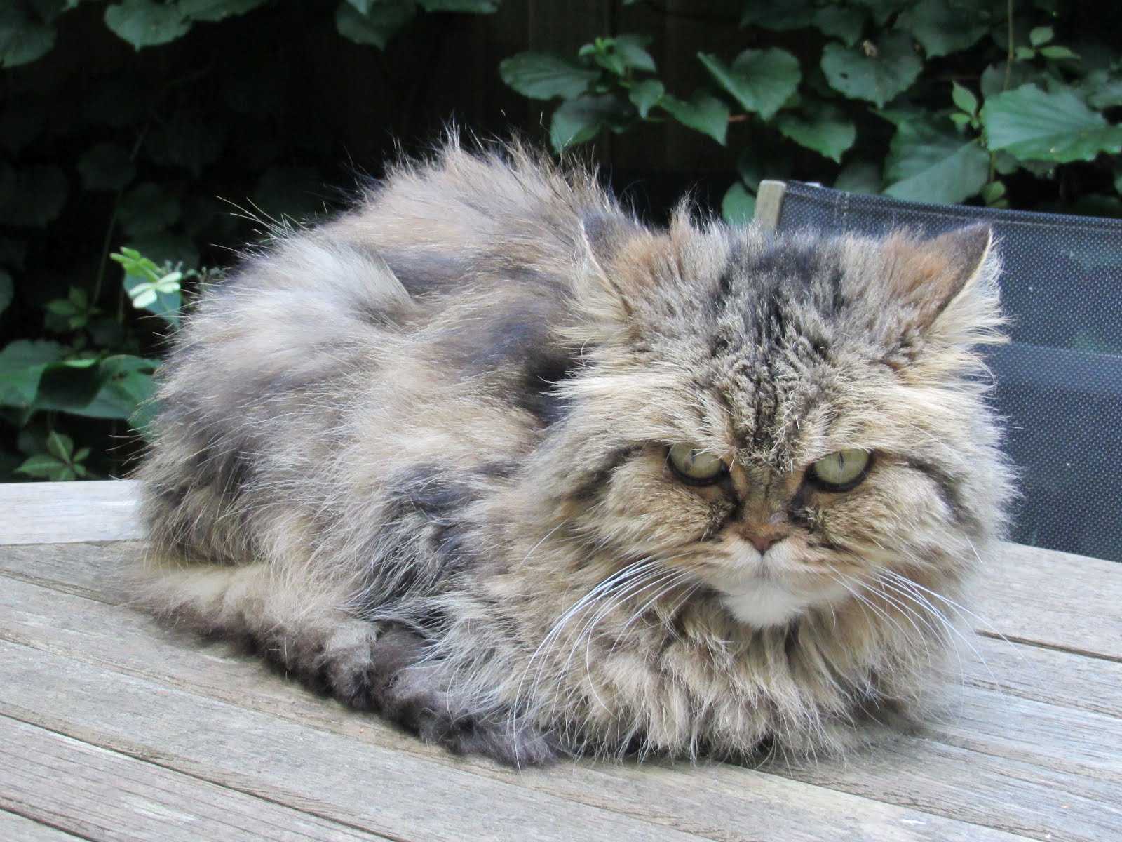 dutch quilt cat October 2012