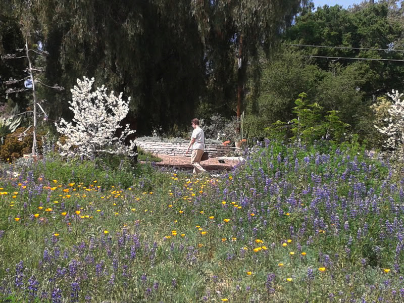 Ann Erdman Springtime at Arlington Garden