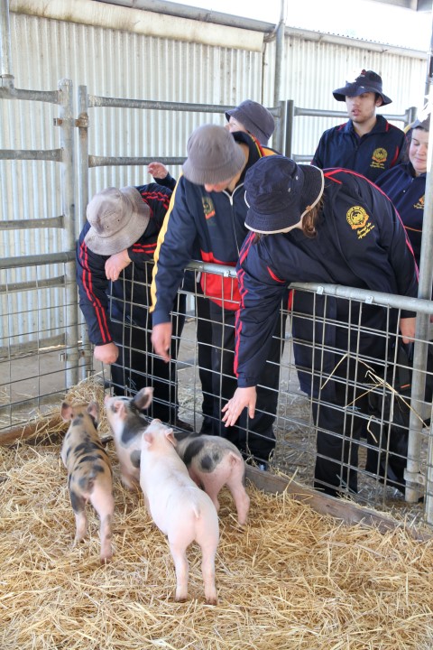 Meeting the piglets at the AG Farm