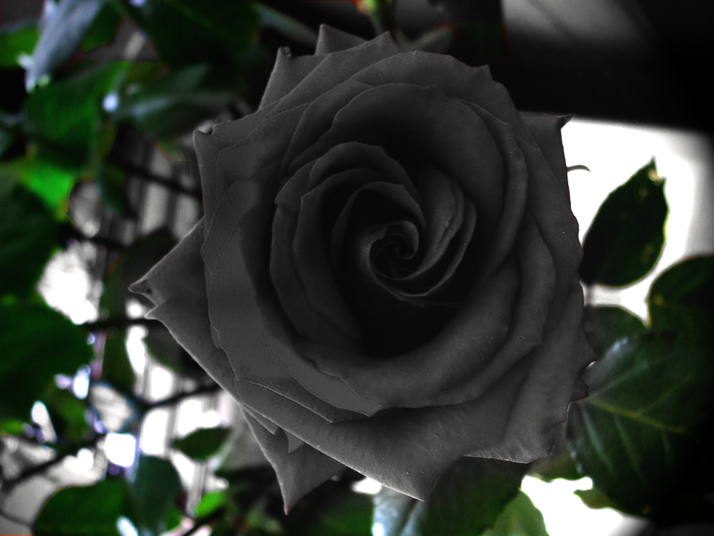 Chaska Pictures Black Rose Pict
