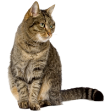 Big Cat Sound Effects Free Big Cat Sound Effects Free