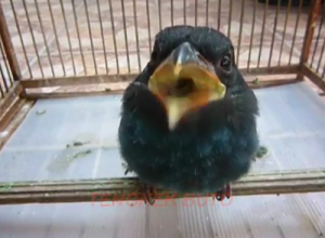 600+ Gambar Burung Tengkek Gratis 600+ Gambar Burung Tengkek Gratis