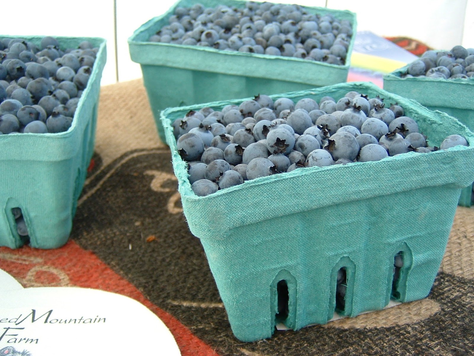 Nosing Around Maine Maine's Wild Blueberries; a Celebrated Heritage