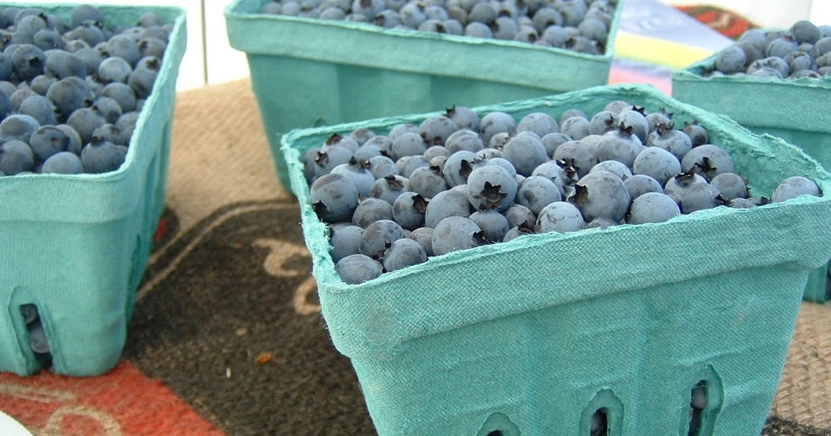 Nosing Around Maine Maine's Wild Blueberries; a Celebrated Heritage