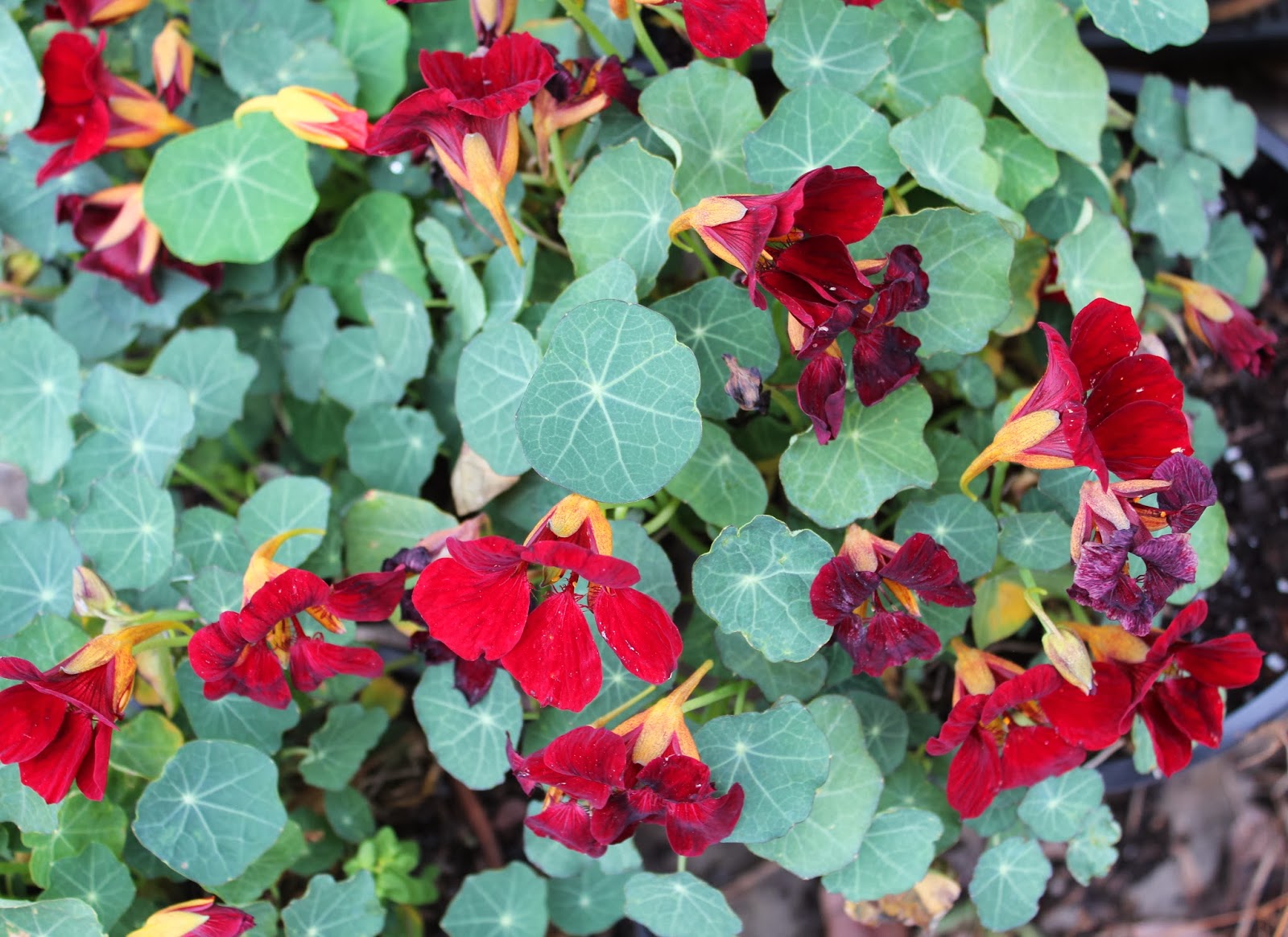 Florez Nursery Nasturtiums in pots