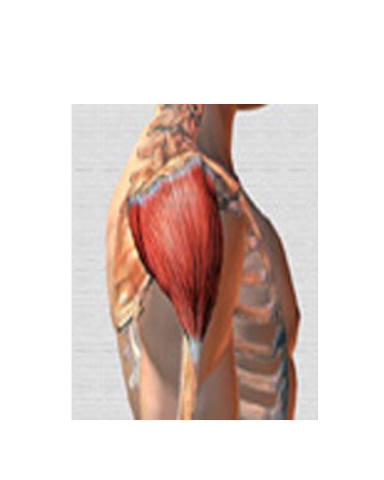 DOLOR PIERNA VARIZ dolor pierna variz: