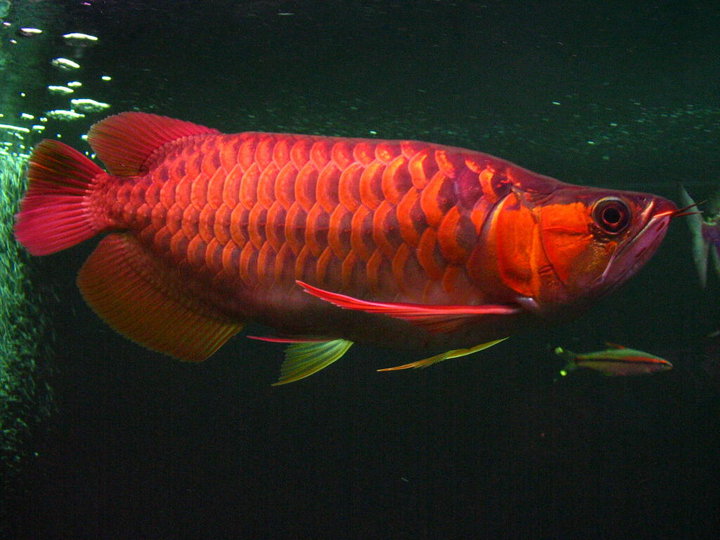 Chili Red Arowana and Red Blood Arowana | Dragon Fish