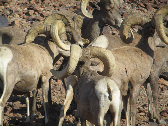 AZ+Desert+Bighorn+Sheep+Scouting+Pics+by+Colburn+and+Scott+Outfitters+11.JPG