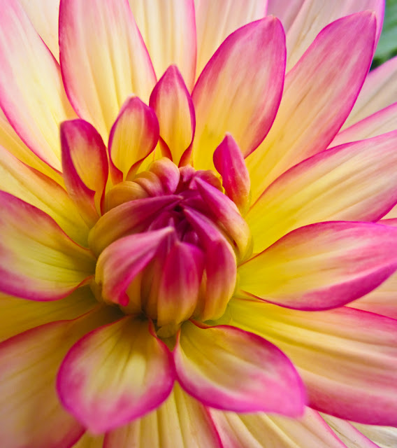 Pink & Yellow Dahlia - Flower Photography