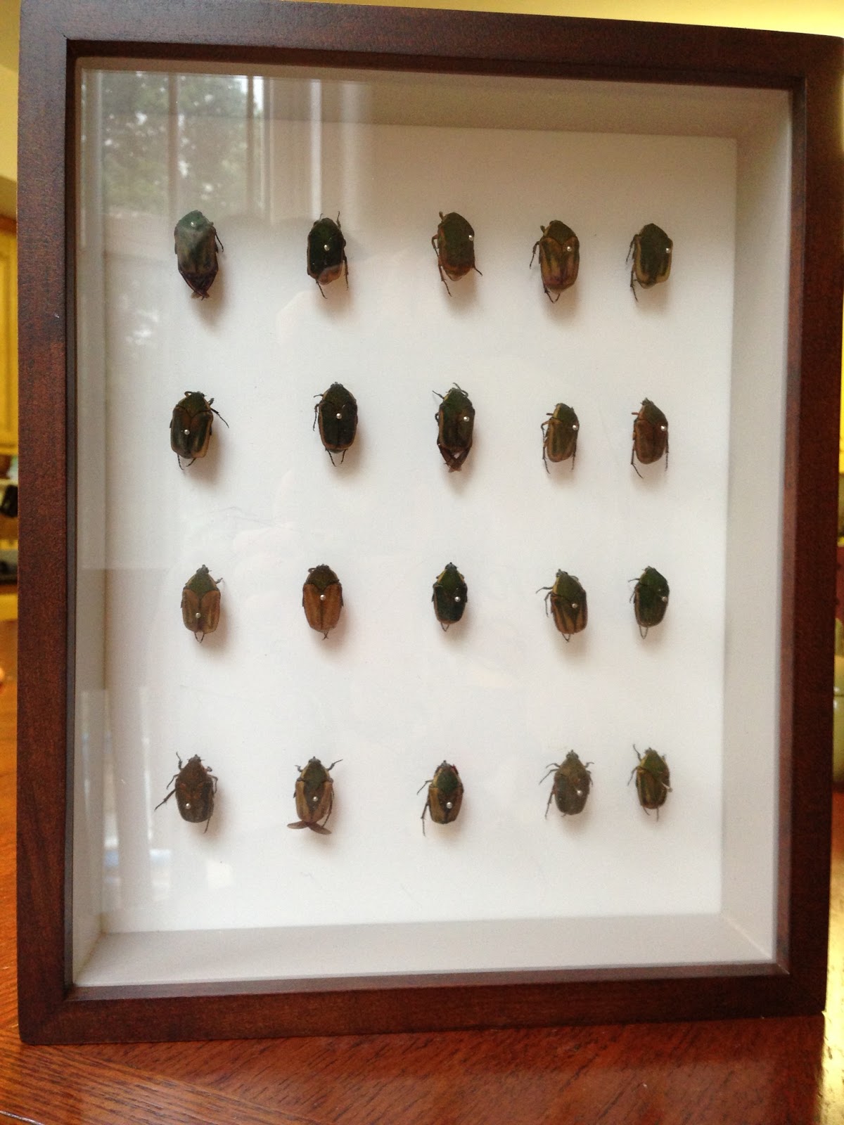 Do It Yourself With Pinning Insects in a Shadow Box