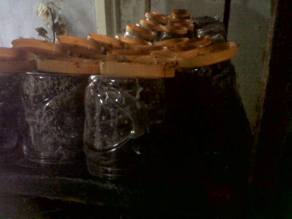 Bibit Semut Kroto Hasil Ternakan