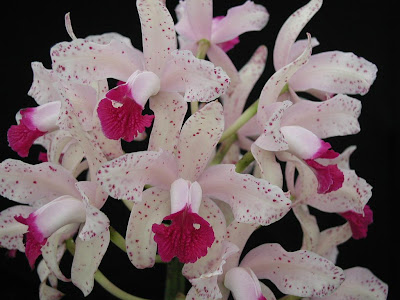 Cattleya amethystoglossa Orchids Flower Cattleya amethystoglossa Orchids Flower