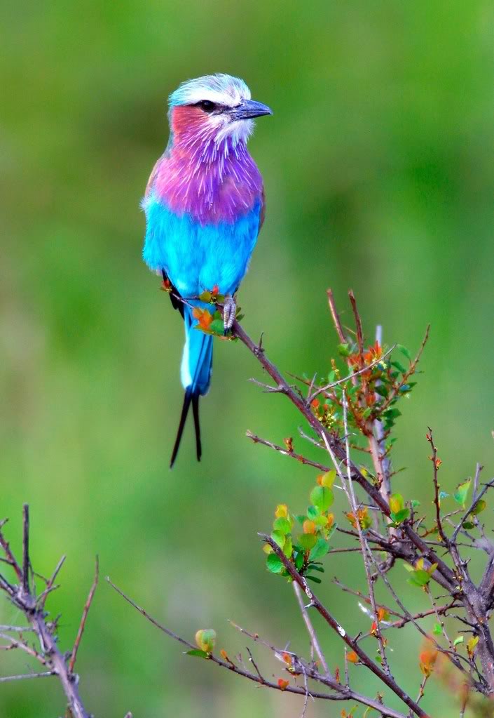 Colorful birds vowlee