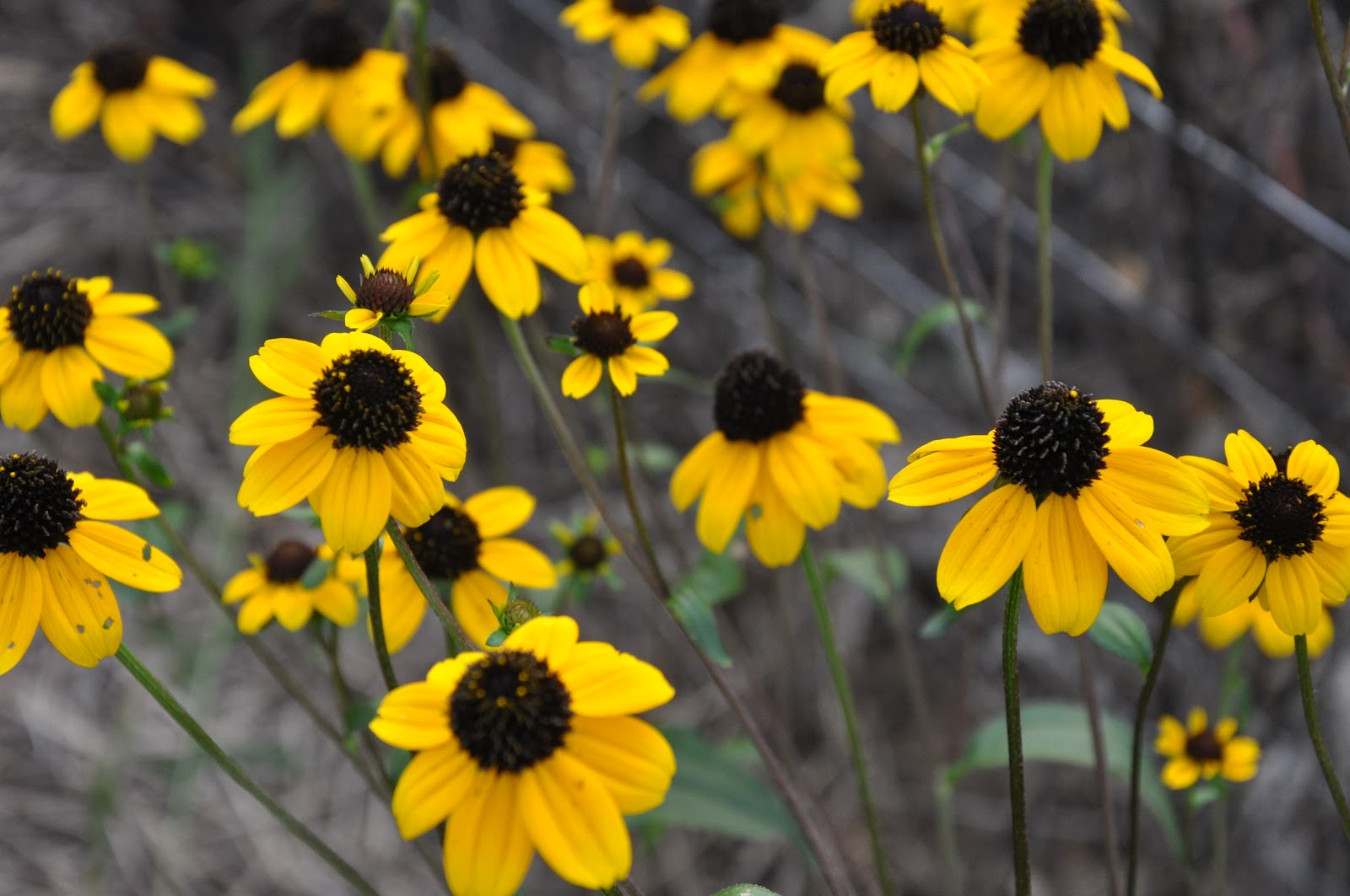 An Adirondack Naturalist in Illinois The Yellow Flowers of Fall