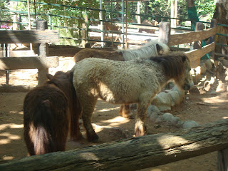 dwarf horses dwarf horses in zoobic safari