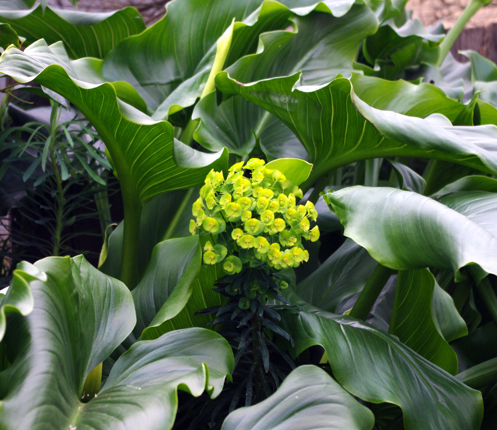 天鵝江畔 Rajang Basin Sibu 青色帶黃的花