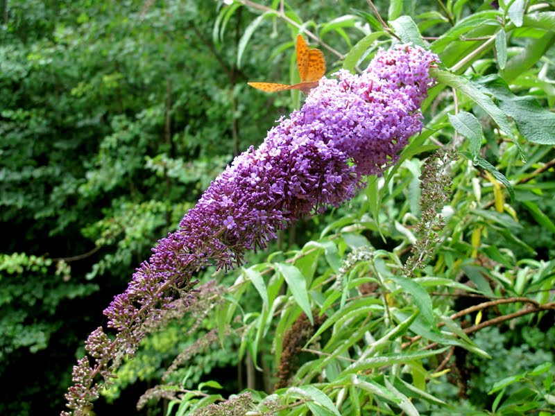 Buddleia X Weyeriana Bicolor Slubne Suknie Info