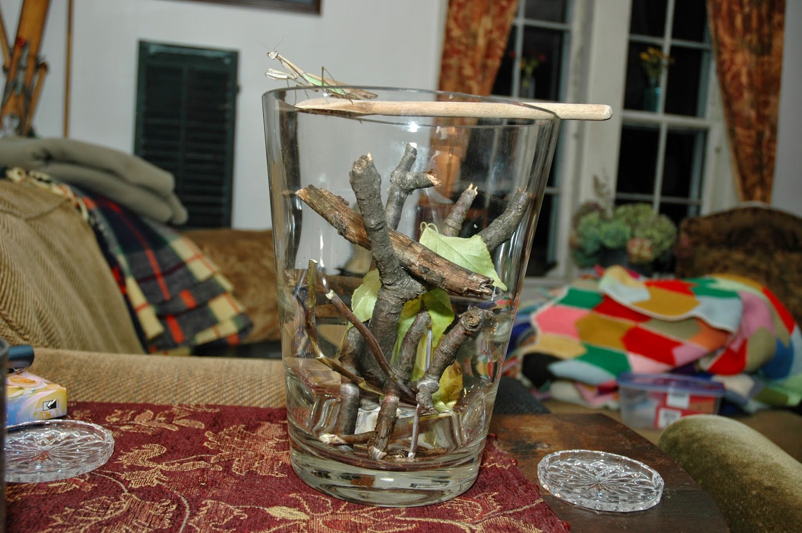 Mickey Mantis Tammy Sue Willey, Praying Mantis