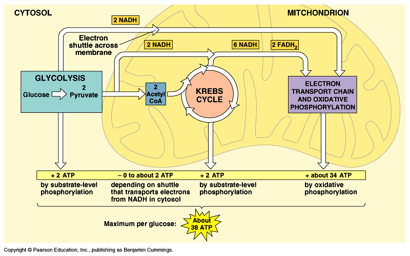 Printables Cellular Respiration Diagram Worksheet cellular respiration worksheet abitlikethis diagram on water cycle with answer es