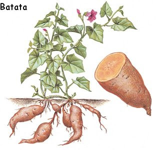 EJEMPLO PARTE COMESTIBLES PLANTA ejemplo parte comestibles planta: