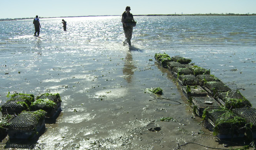 Go Shuck An Oyster Review SHELLSHOCKED Saving Oysters to Save Ourselves