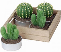 Cuidados del cactus: toda la información que buscas