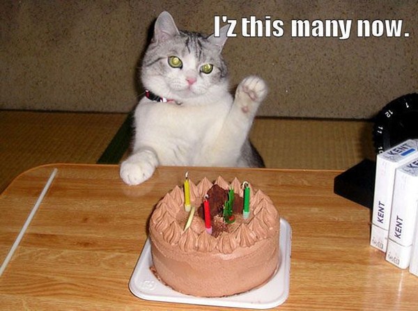 ஹெப்பி பேத்டே பூனை Cat_birthday_parties_12