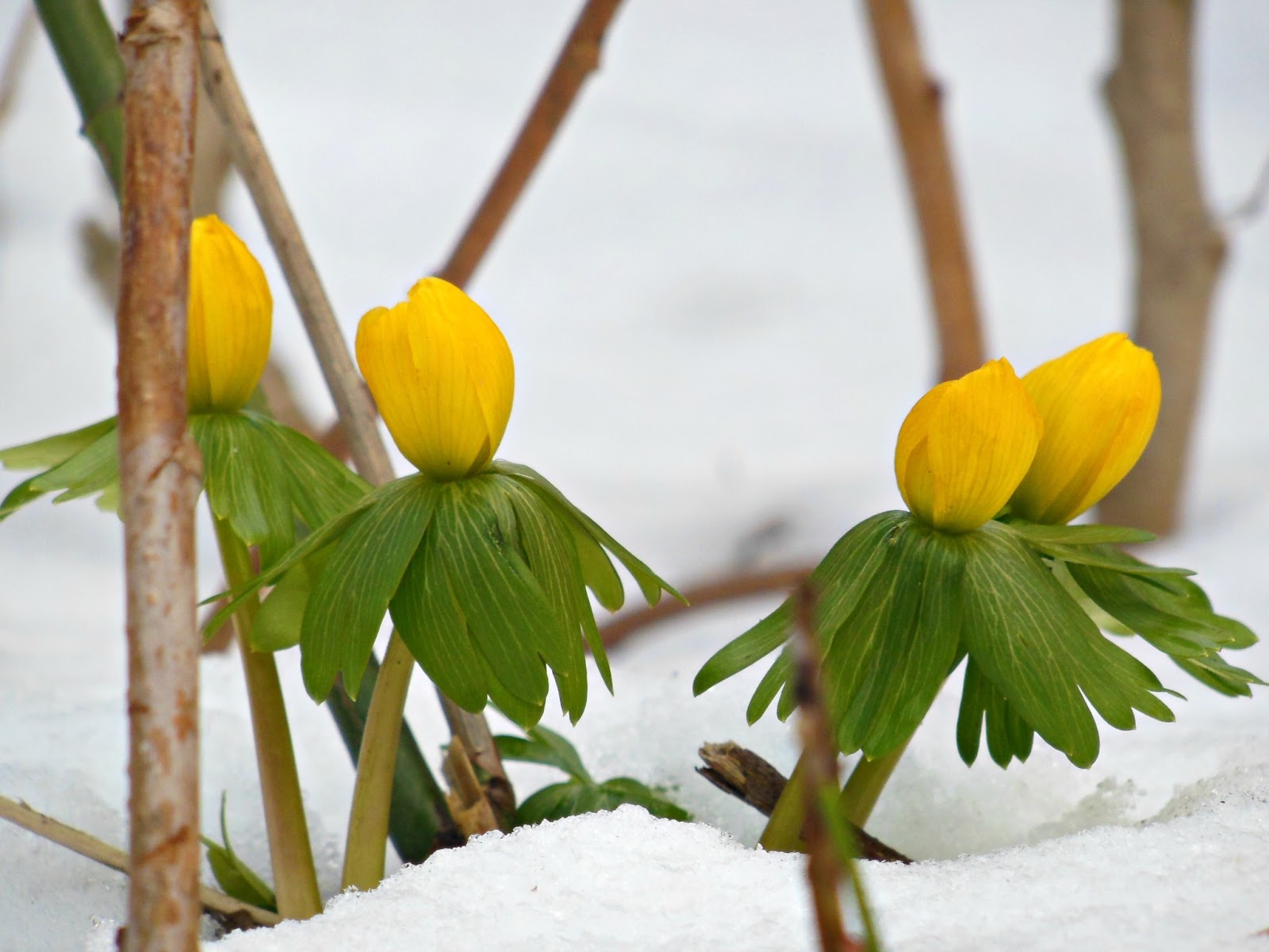 druga strona ogrodu: zima łamane przez wiosna