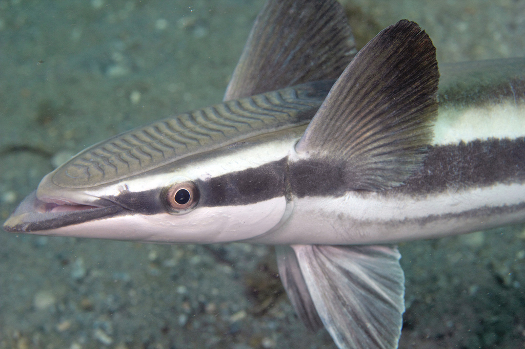 Remoras Eating Food Off Of A Shark Images Remoras Eating Food Off Of A Shark Images