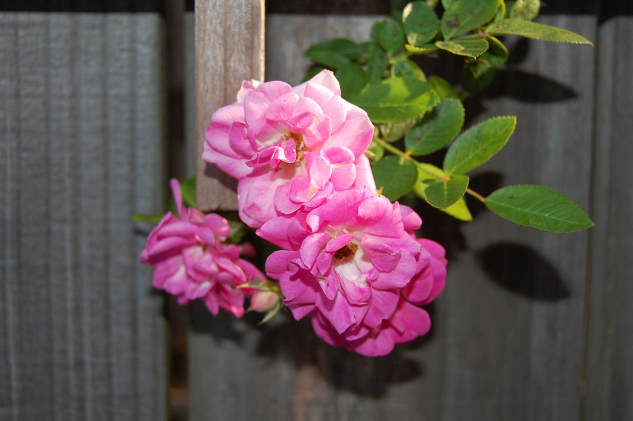 Jeannie's Fairy Rose Louisiana Garden Peggy Martin Rose