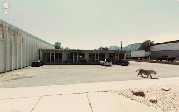 street view tigre solto em estacionamento animal selvagem street view