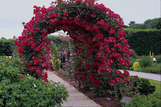 rose garden wallpapers - wallpaper