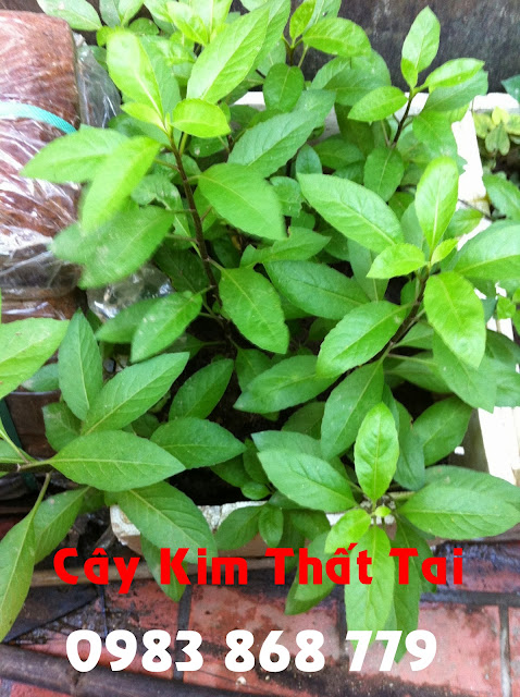 cây Kim Thất có thể dùng được cho cả bệnh nhân tiểu đường Tuýp 1 và bệnh tiểu đường Tuýp 2.